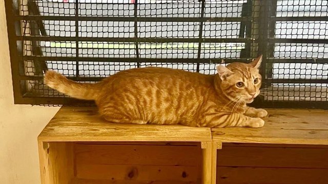 Leo The Snuggliest Ginger Boy - Domestic Short Hair Cat