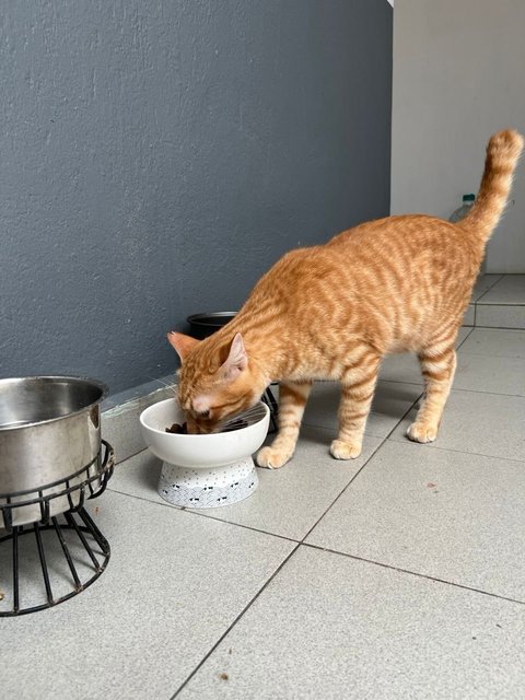 Leo The Snuggliest Ginger Boy - Domestic Short Hair Cat