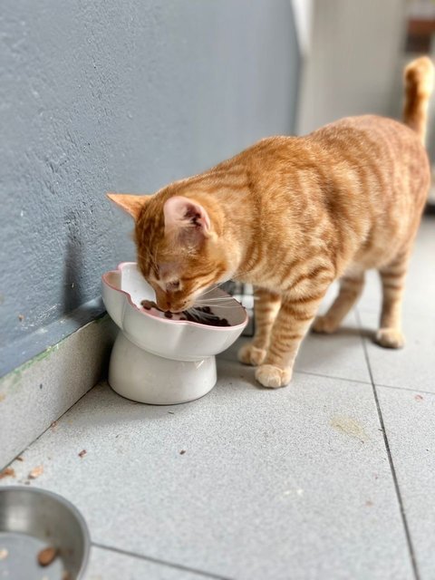 Leo The Snuggliest Ginger Boy - Domestic Short Hair Cat