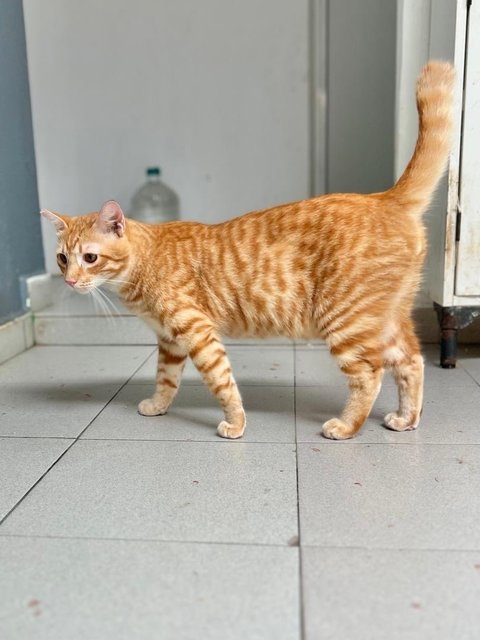 Leo The Snuggliest Ginger Boy - Domestic Short Hair Cat