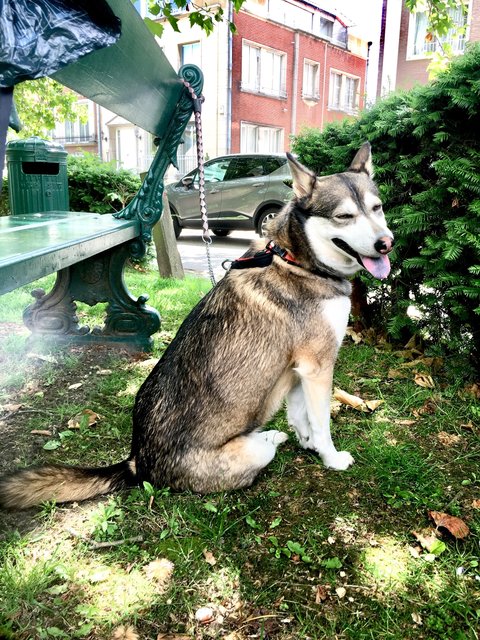 Roxy - Husky Mix Dog