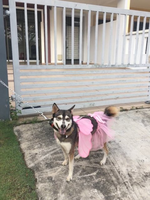 Roxy - Husky Mix Dog