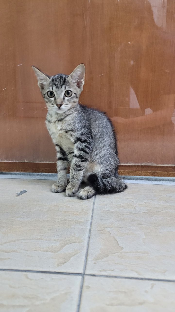 Totoro❤️ - Domestic Short Hair Cat