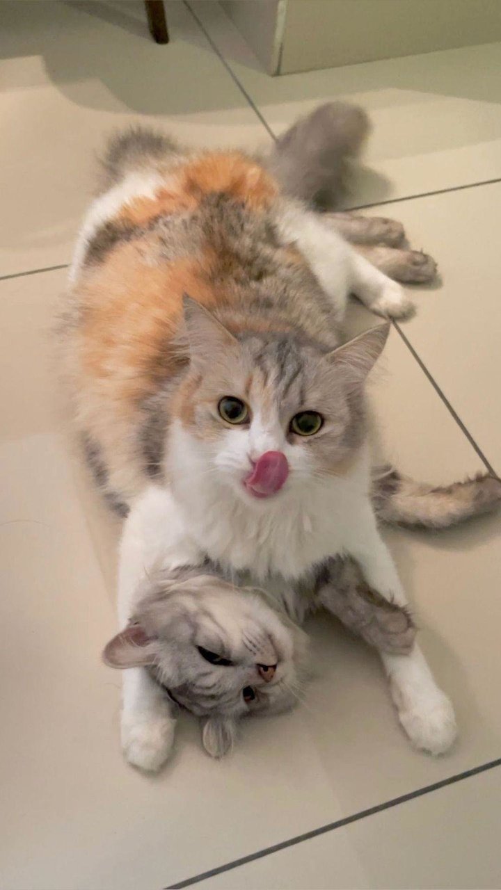 Miki &amp; Miku - Persian + Domestic Long Hair Cat