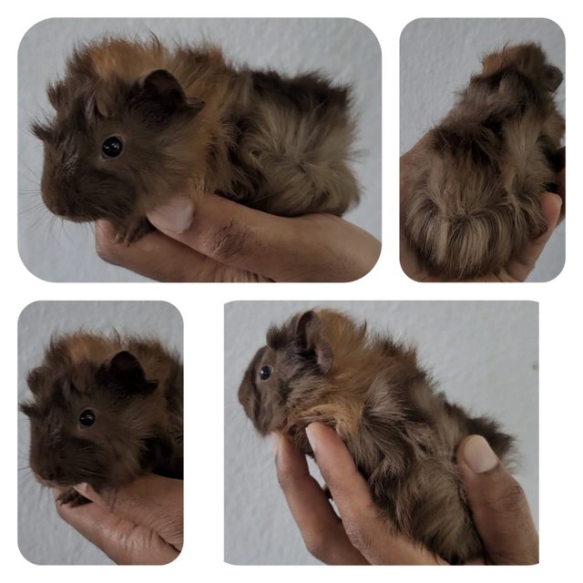 Mushu And Friends - Guinea Pig Small & Furry