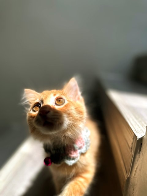 Cuppy - Domestic Long Hair + Maine Coon Cat