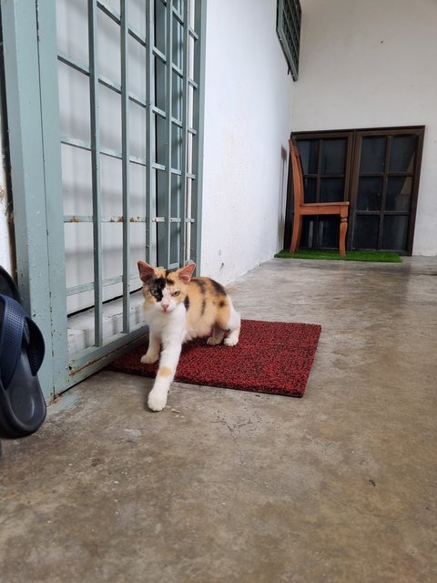 Nienie - Calico Cat