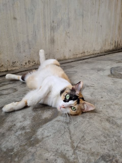 Nienie - Calico Cat