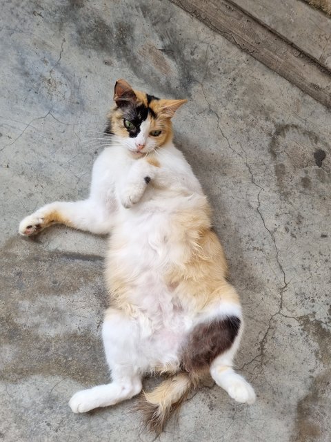 Nienie - Calico Cat