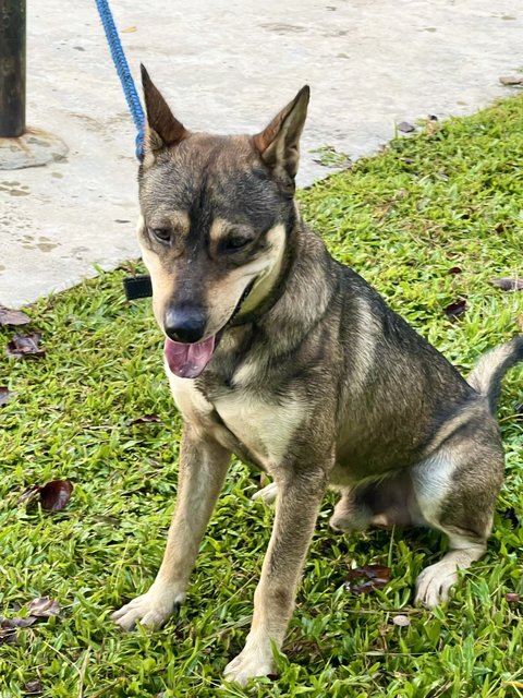 Zhonglee (Male) - German Shepherd Dog Mix Dog