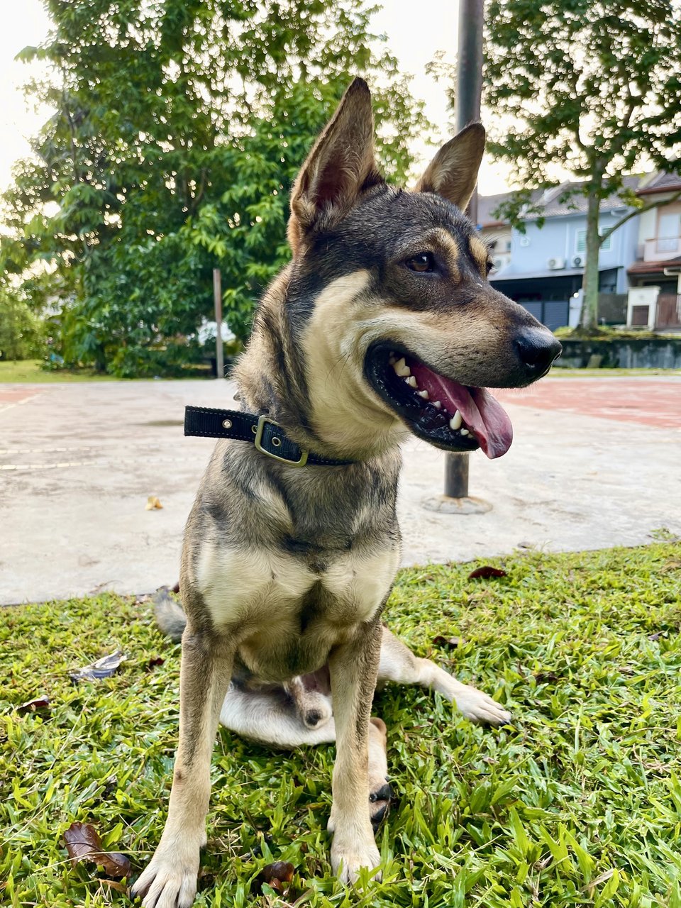 Zhonglee (Male) - German Shepherd Dog Mix Dog