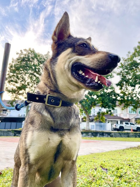 Zhonglee (Male) - German Shepherd Dog Mix Dog