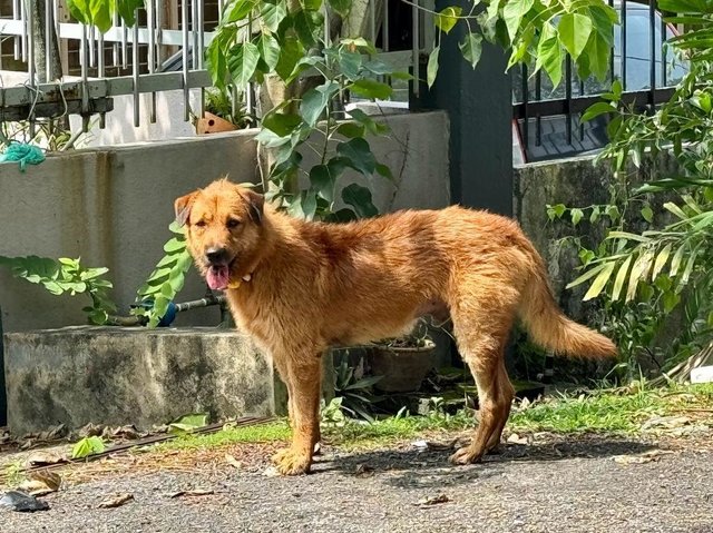 Cooper - Mixed Breed Dog