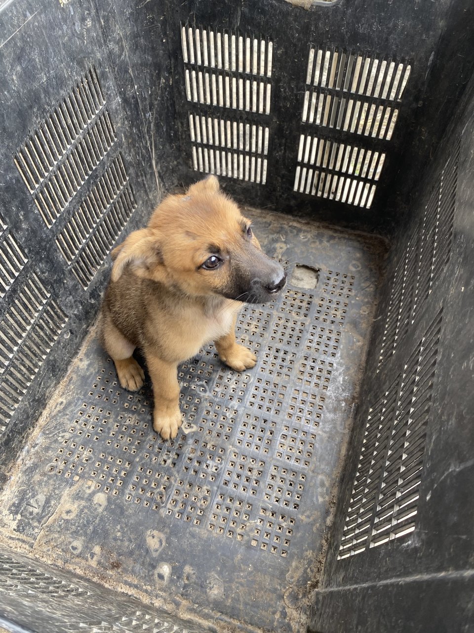 Puppy 3 - Mixed Breed Dog