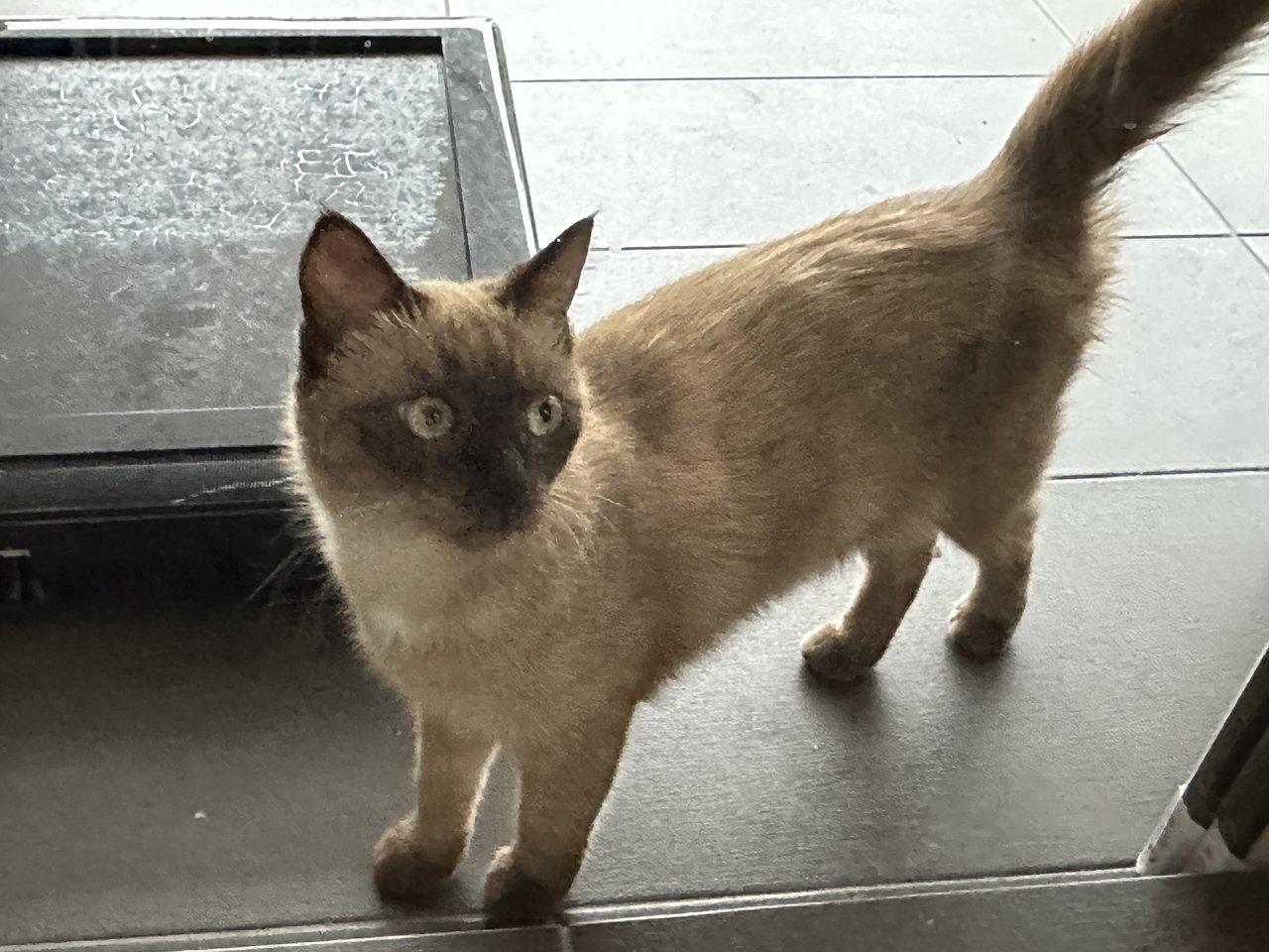 Siamese Brown - Siamese + Domestic Medium Hair Cat