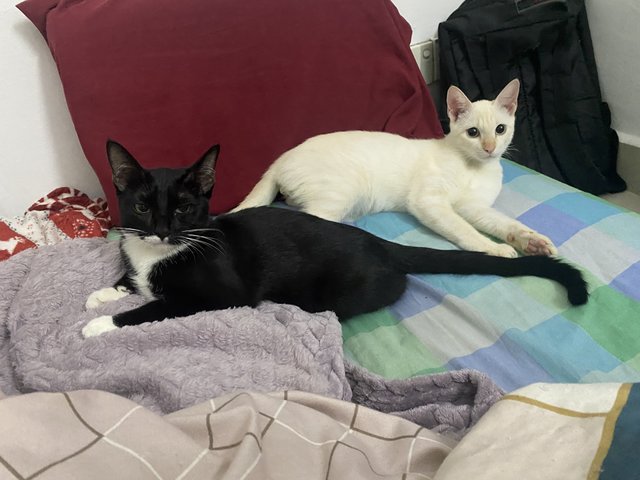 Sylvester &amp; Sylvie - Domestic Short Hair Cat