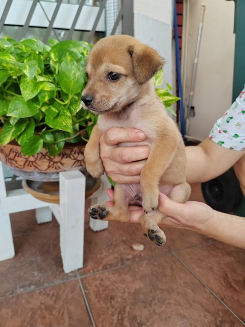 Oscar.  - Labrador Retriever Mix Dog