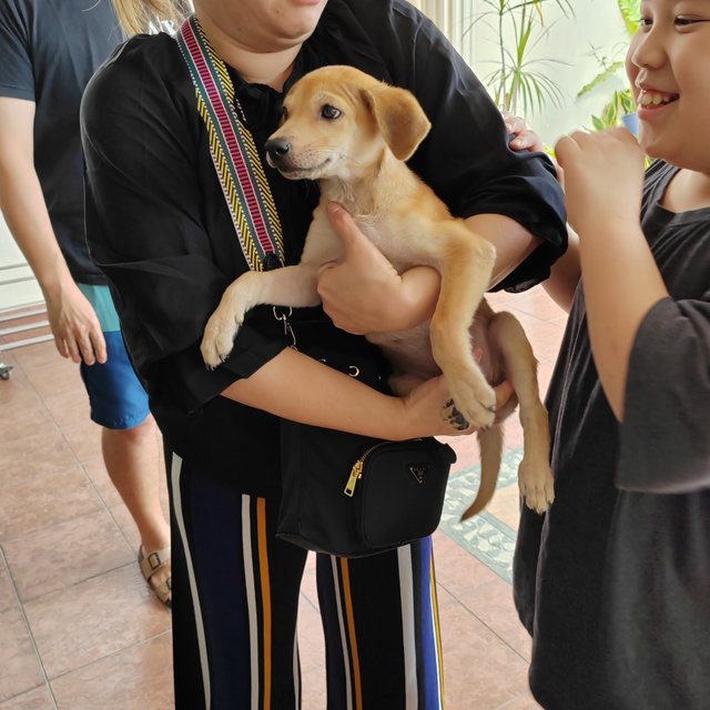 Oscar.  - Labrador Retriever Mix Dog