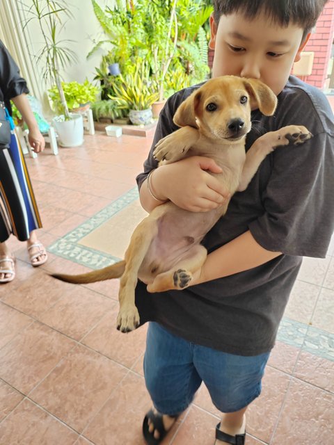 Oscar.  - Labrador Retriever Mix Dog