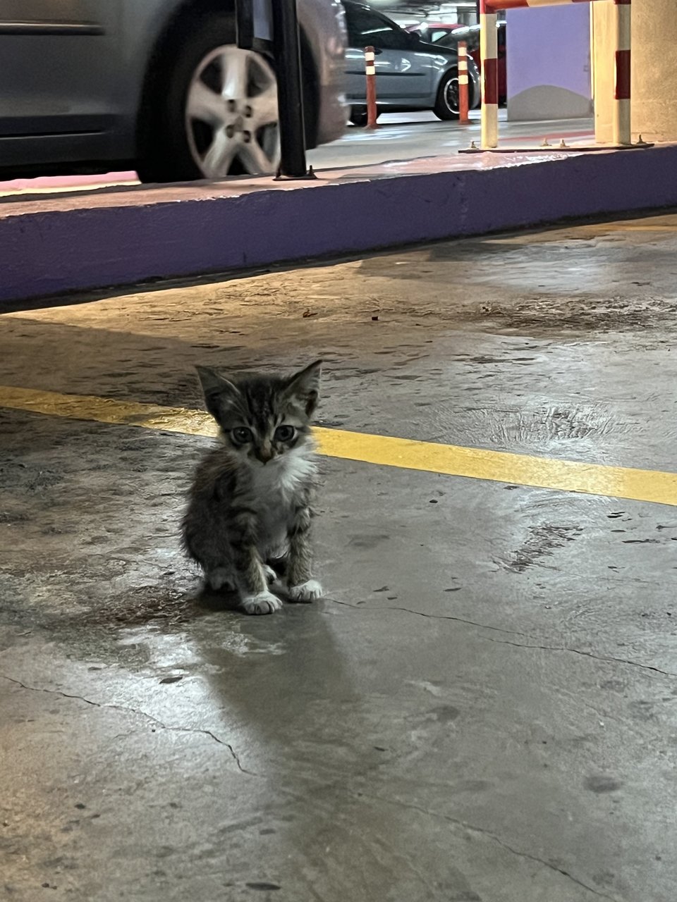 Carpark Angelbaby  - Domestic Short Hair Cat