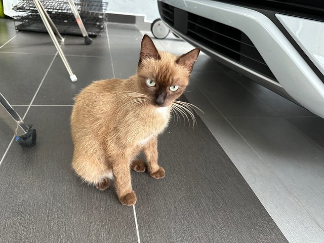 Siamese Mix - Siamese + Domestic Medium Hair Cat