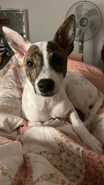 Luna - Jack Russell Terrier + Chihuahua Dog