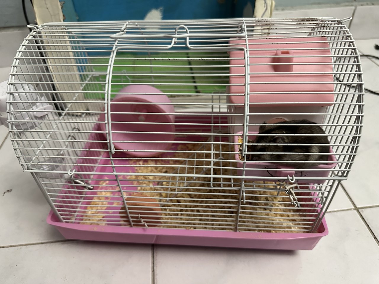 Oreo - Common Hamster Hamster