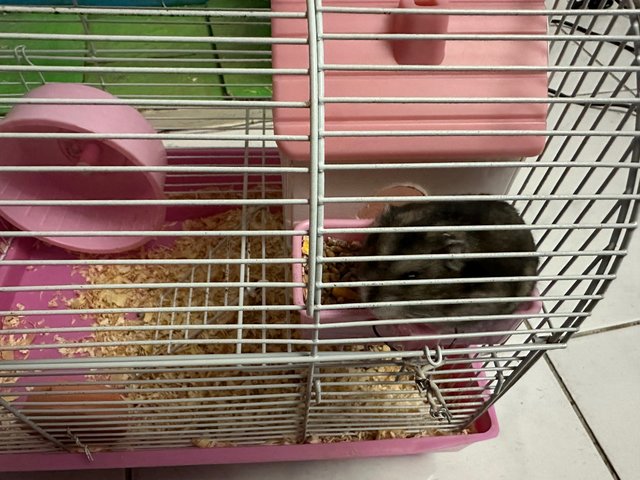 Oreo - Common Hamster Hamster