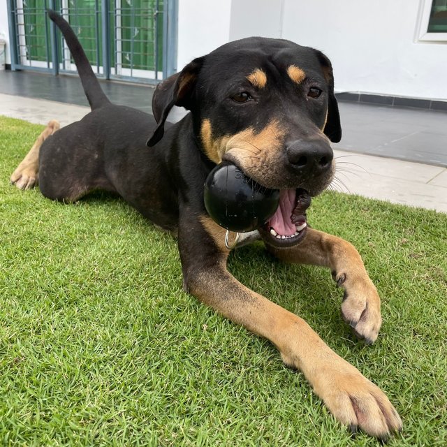 Lantern  - Mixed Breed Dog