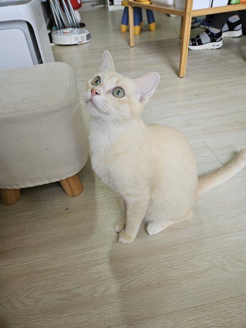 Mochi - Domestic Short Hair Cat