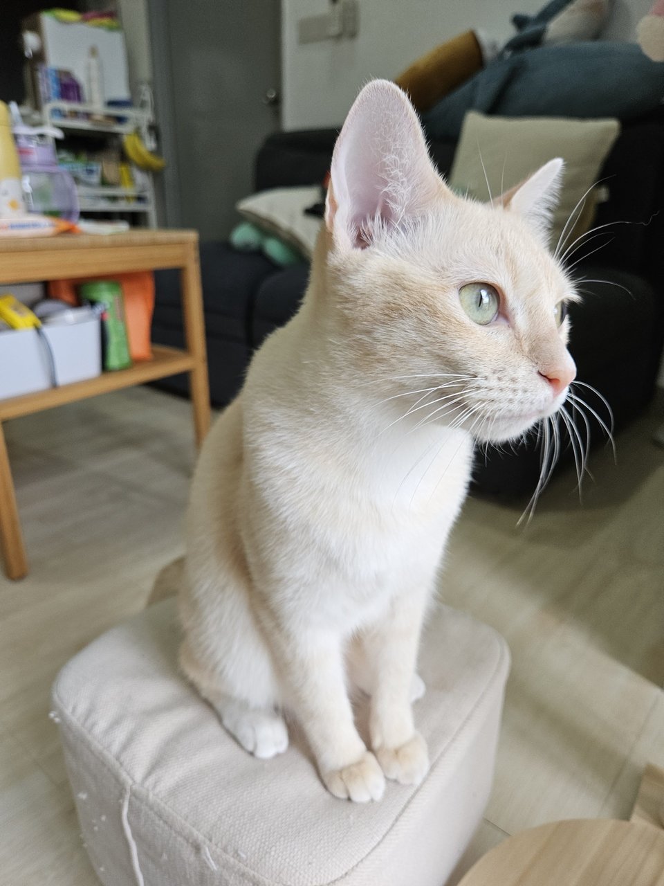 Mochi - Domestic Short Hair Cat