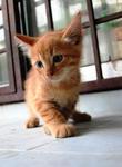 3 Kittens Needs Urgent Home - Domestic Short Hair Cat