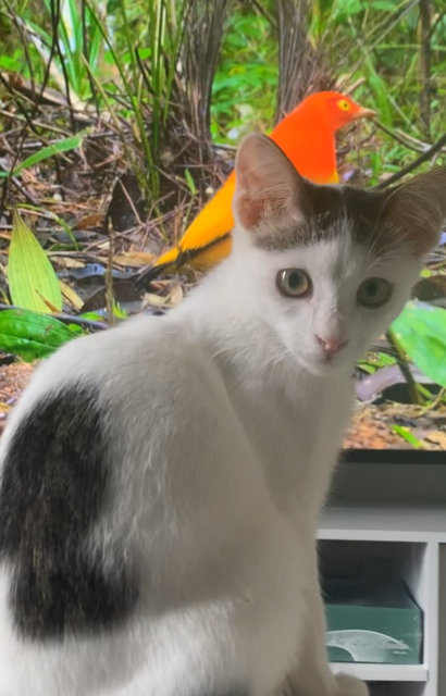 Charlie - Domestic Short Hair + Turkish Van Cat