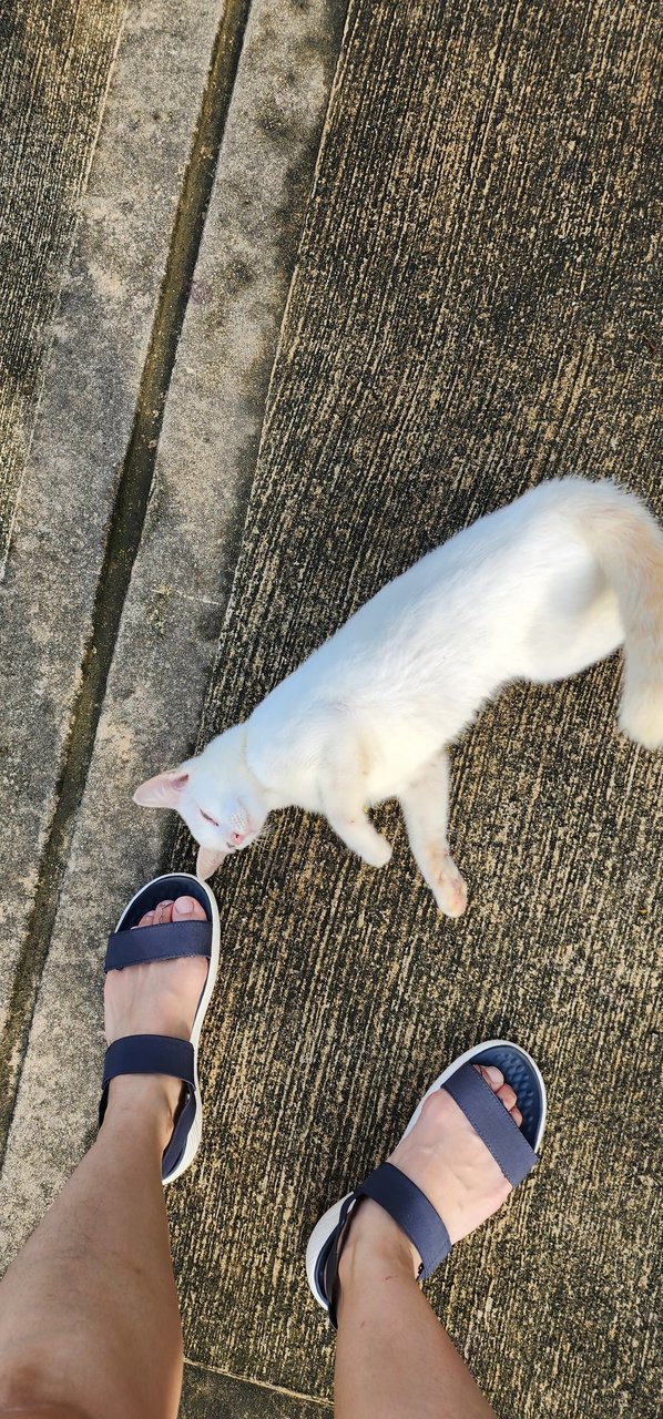 Found White Cat - Domestic Short Hair Cat