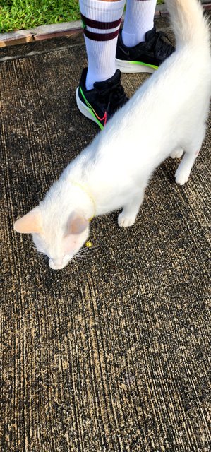 Found White Cat - Domestic Short Hair Cat