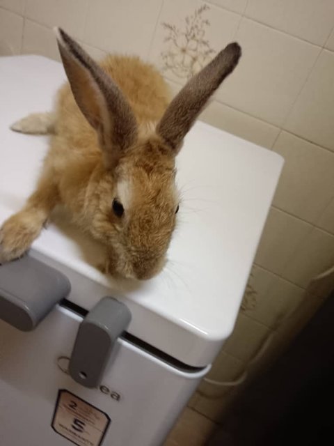 Brownie  - Bunny Rabbit Rabbit