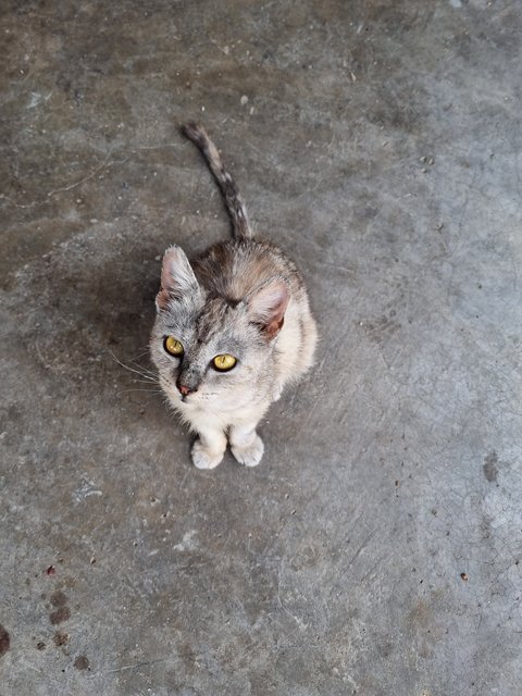 Bibi - Tabby Cat