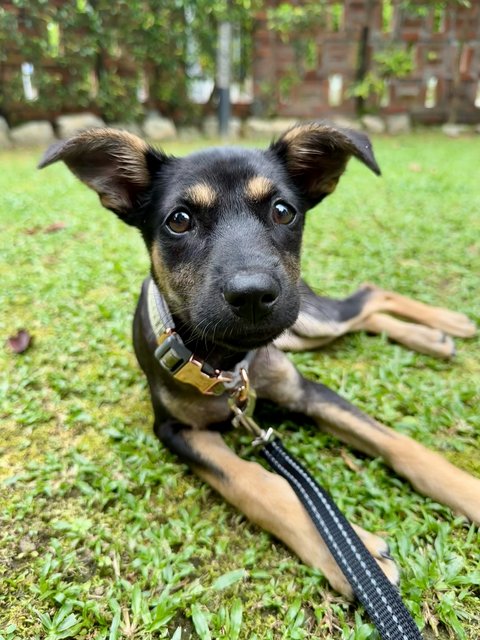 Ginny - Mixed Breed Dog