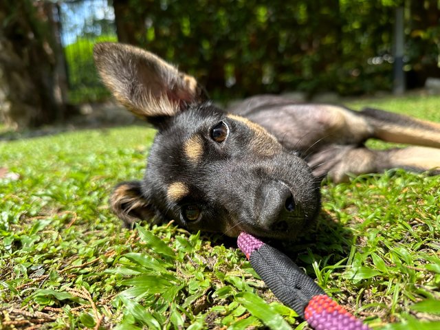 Ginny - Mixed Breed Dog