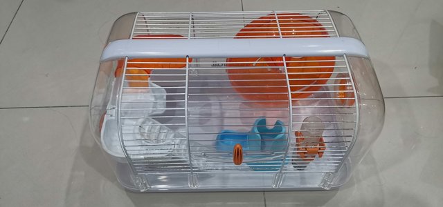 Golden Winter Drwaf Hamster (Red Eyes)  - Short Dwarf Hamster Hamster