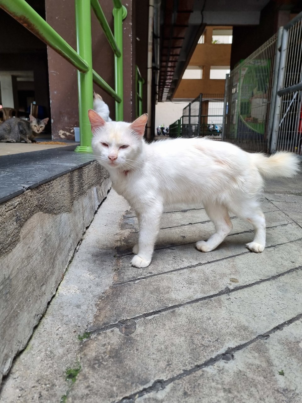 Mike - Domestic Long Hair Cat