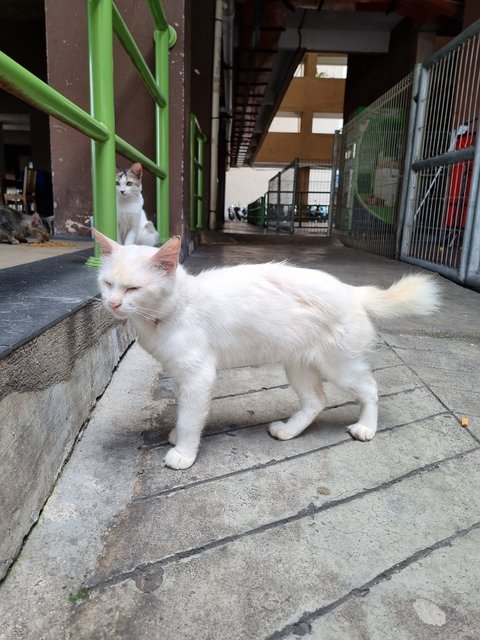 Mike - Domestic Long Hair Cat