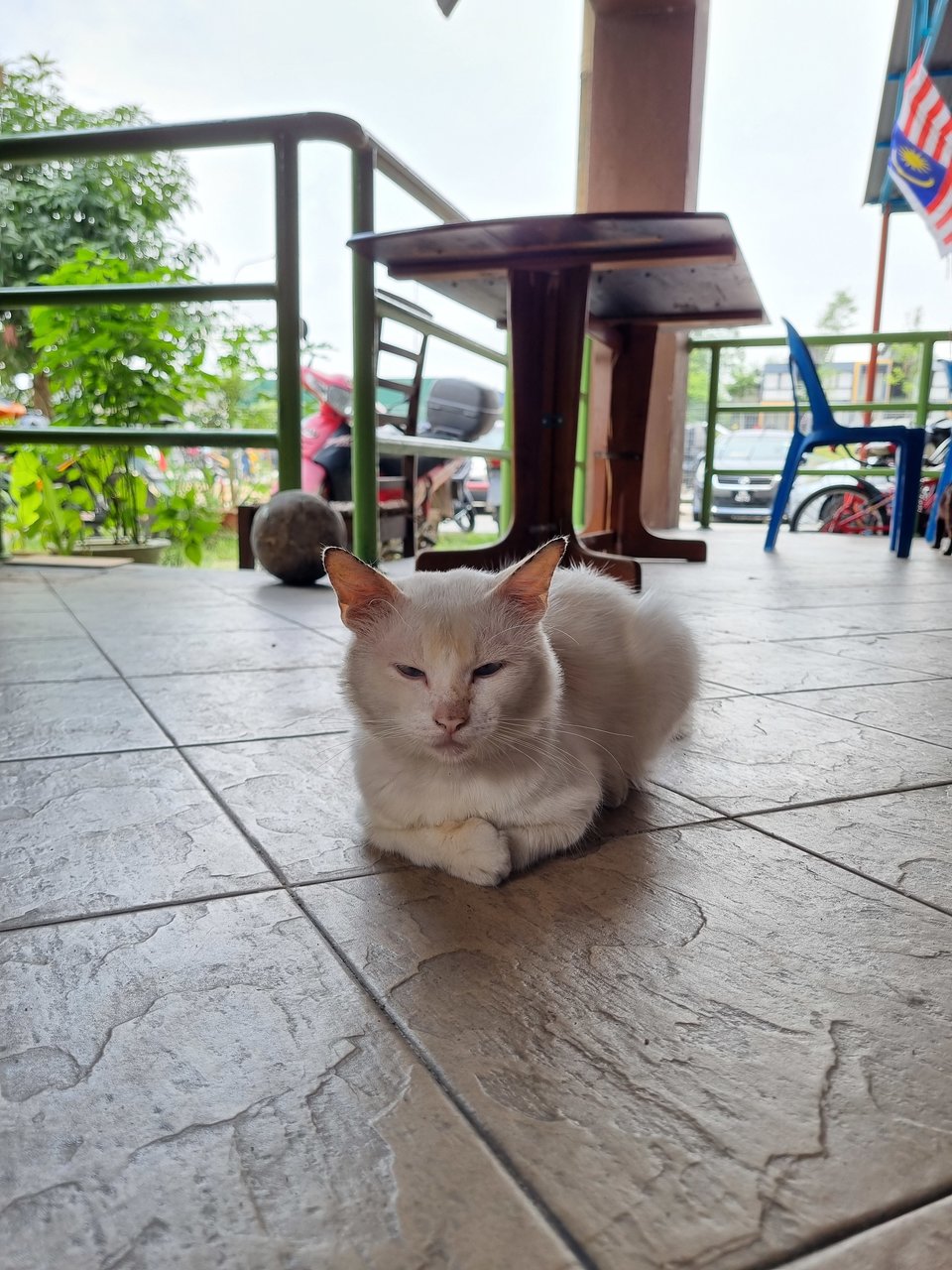 Mike - Domestic Long Hair Cat