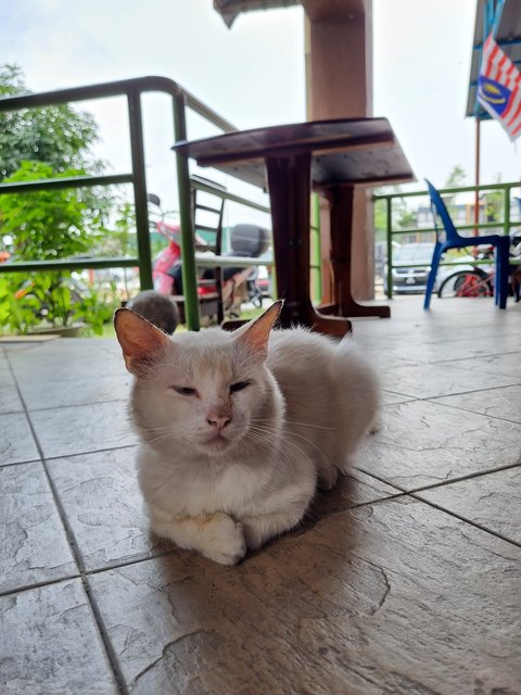 Mike - Domestic Long Hair Cat