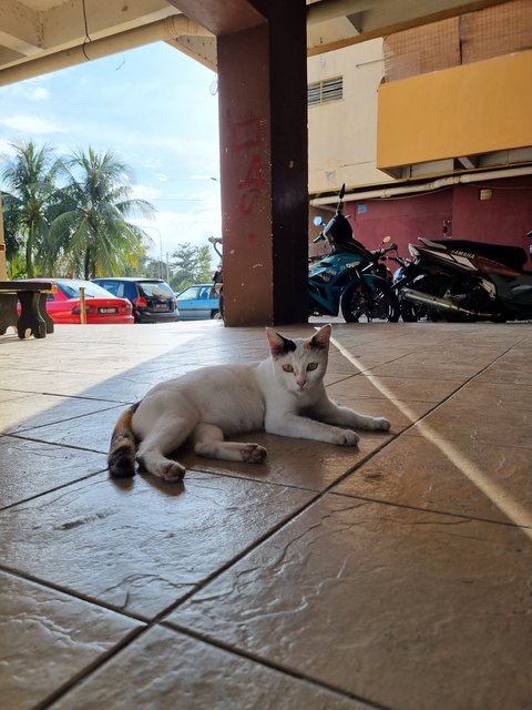 Gaga - Domestic Short Hair Cat