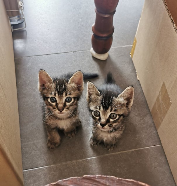 Kittens - Domestic Short Hair Cat