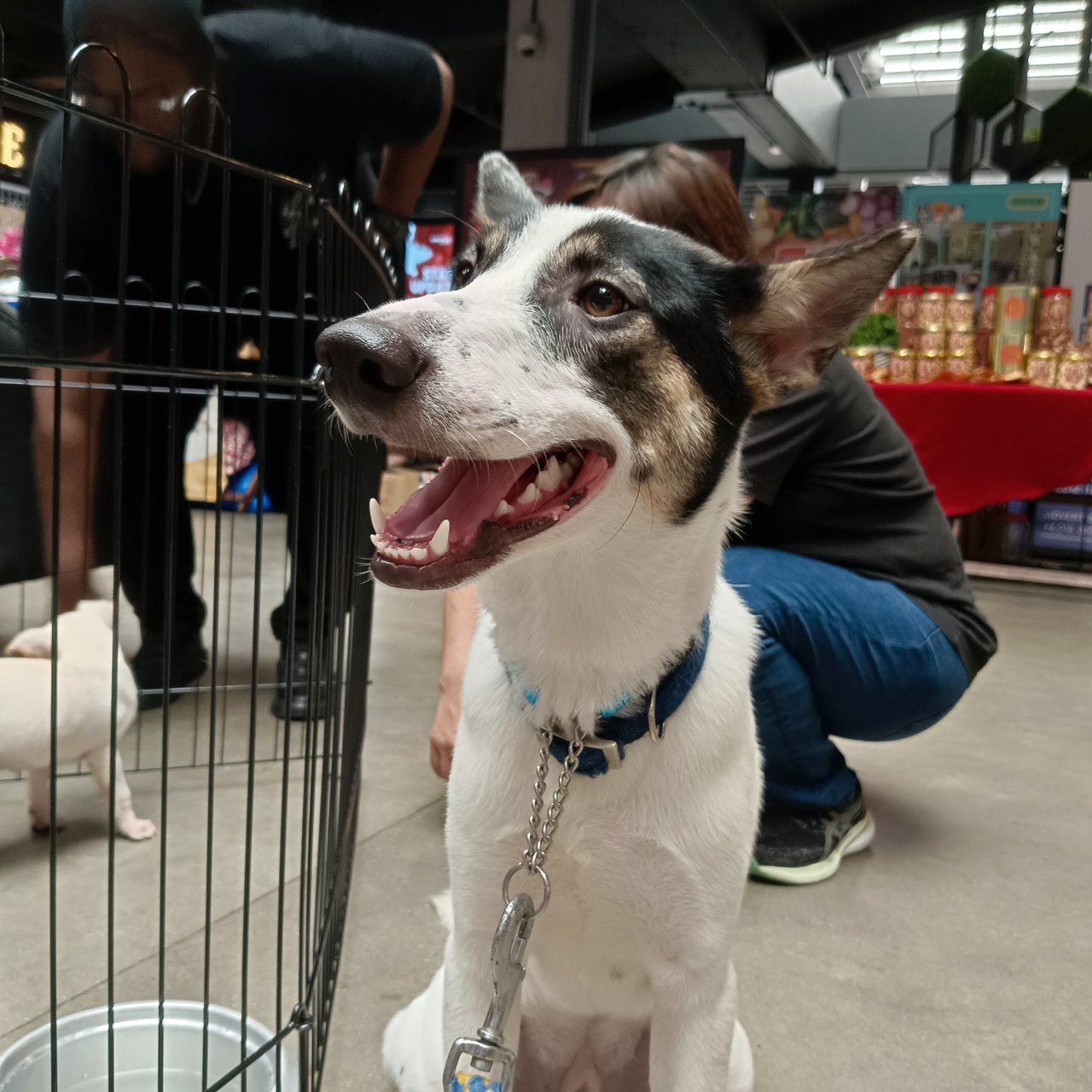 Neo - Mixed Breed Dog