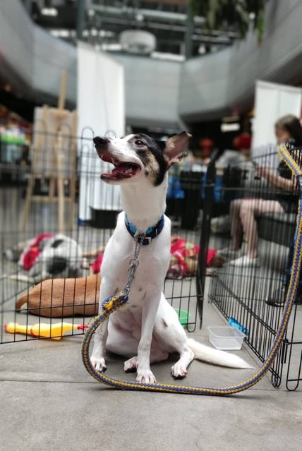 Neo - Mixed Breed Dog