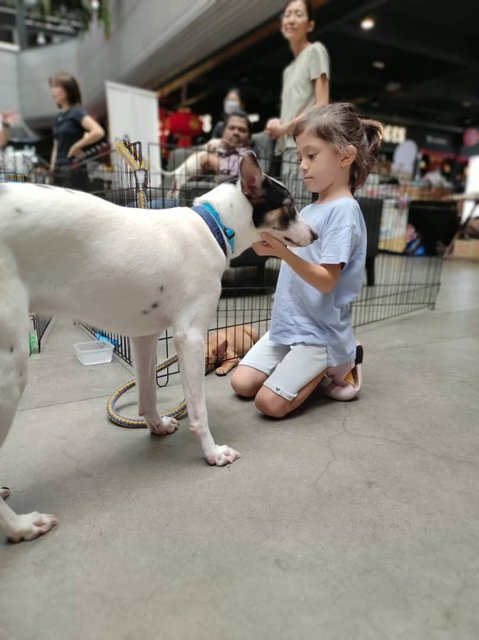 Neo - Mixed Breed Dog