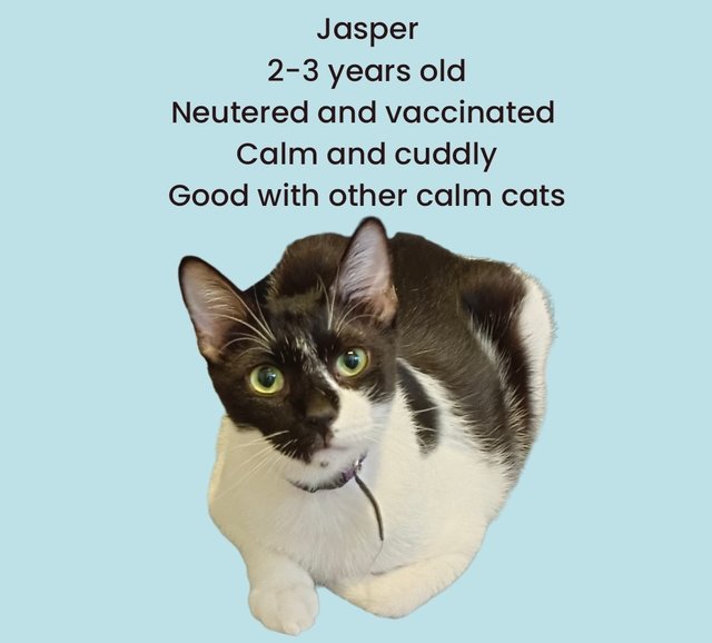 Jasper - Domestic Short Hair Cat